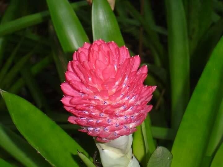 Quesnelia quesneliana flower