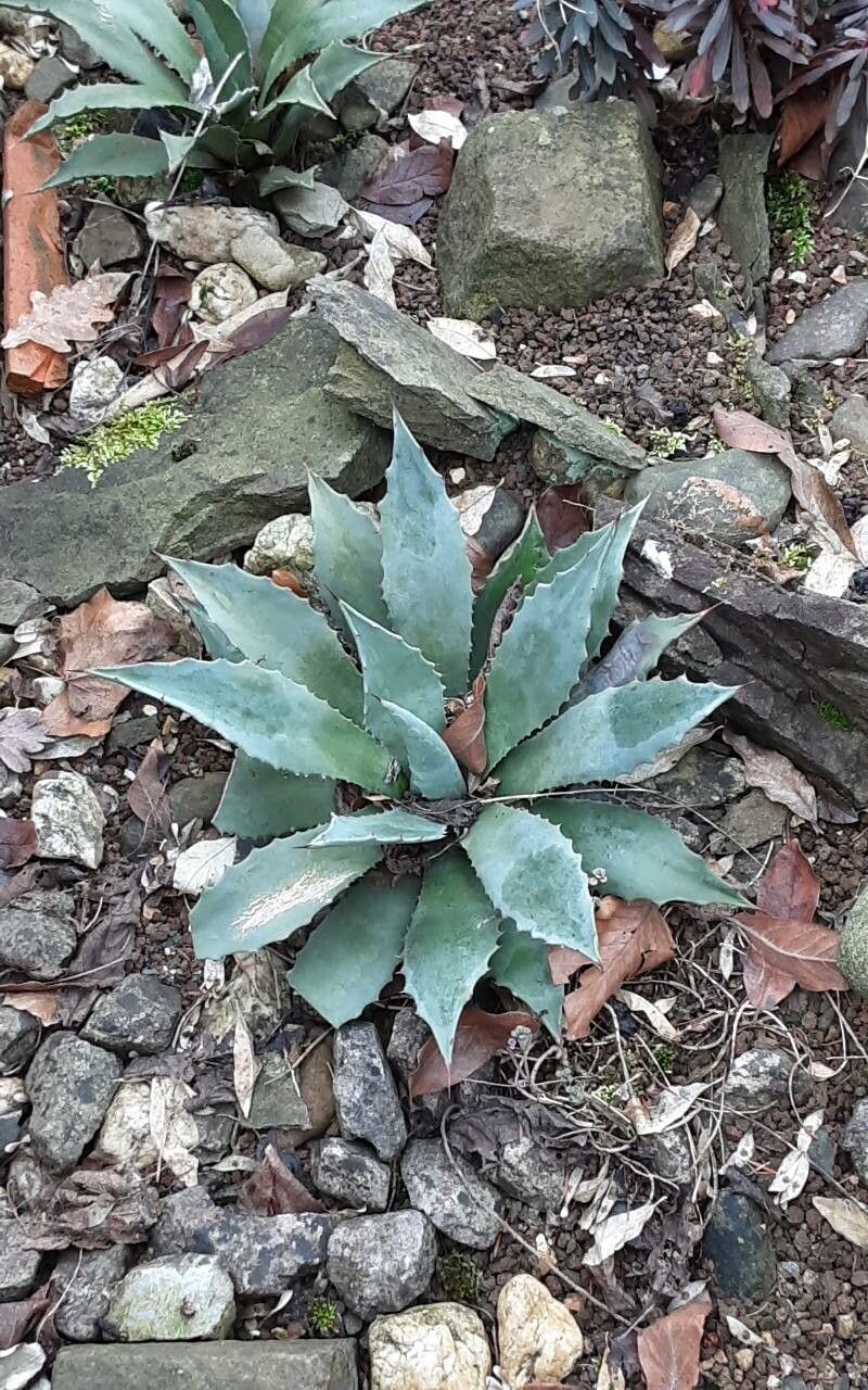 Agave inaequidens habit
