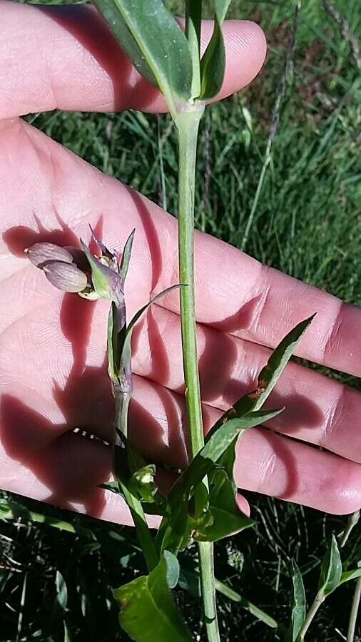 Silene behen — search result for 'Silene'