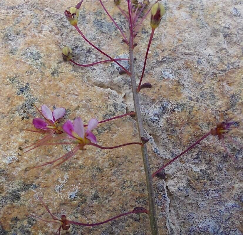 Cleome iberica flower