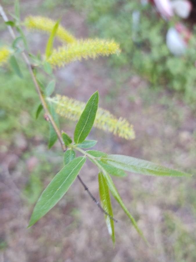 Salix caroliniana