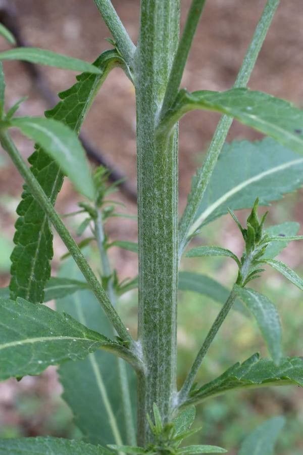 Verbascum humile other