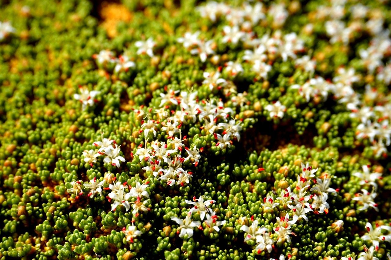 Frankenia triandra flower
