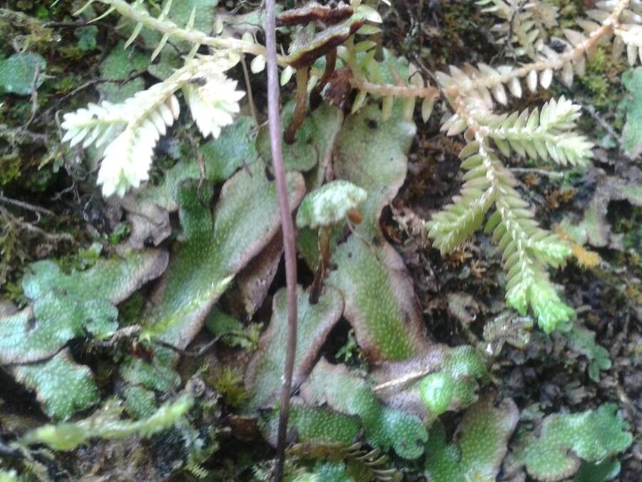 Marchantia chenopoda flower