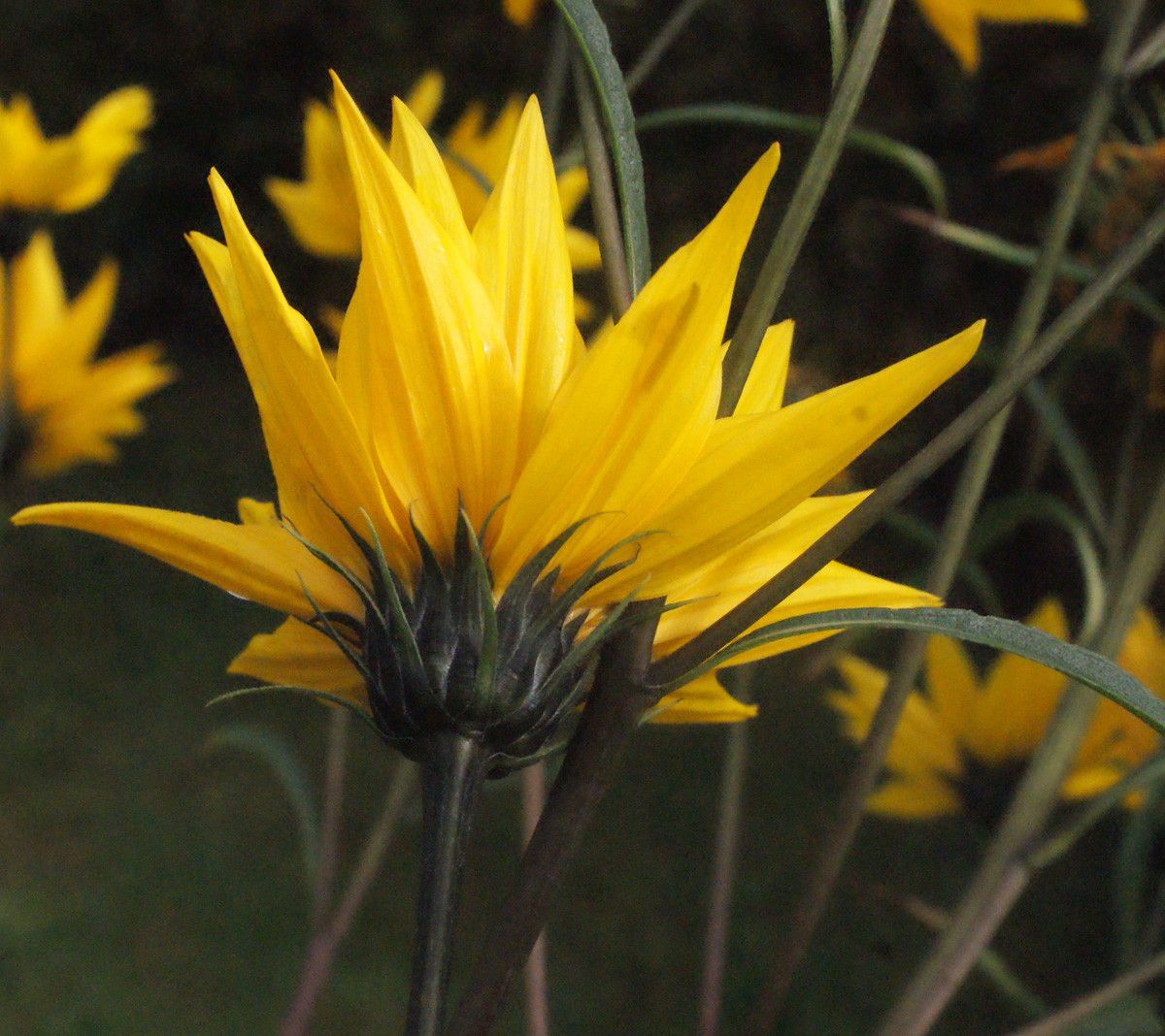 Helianthus salicifolius flower