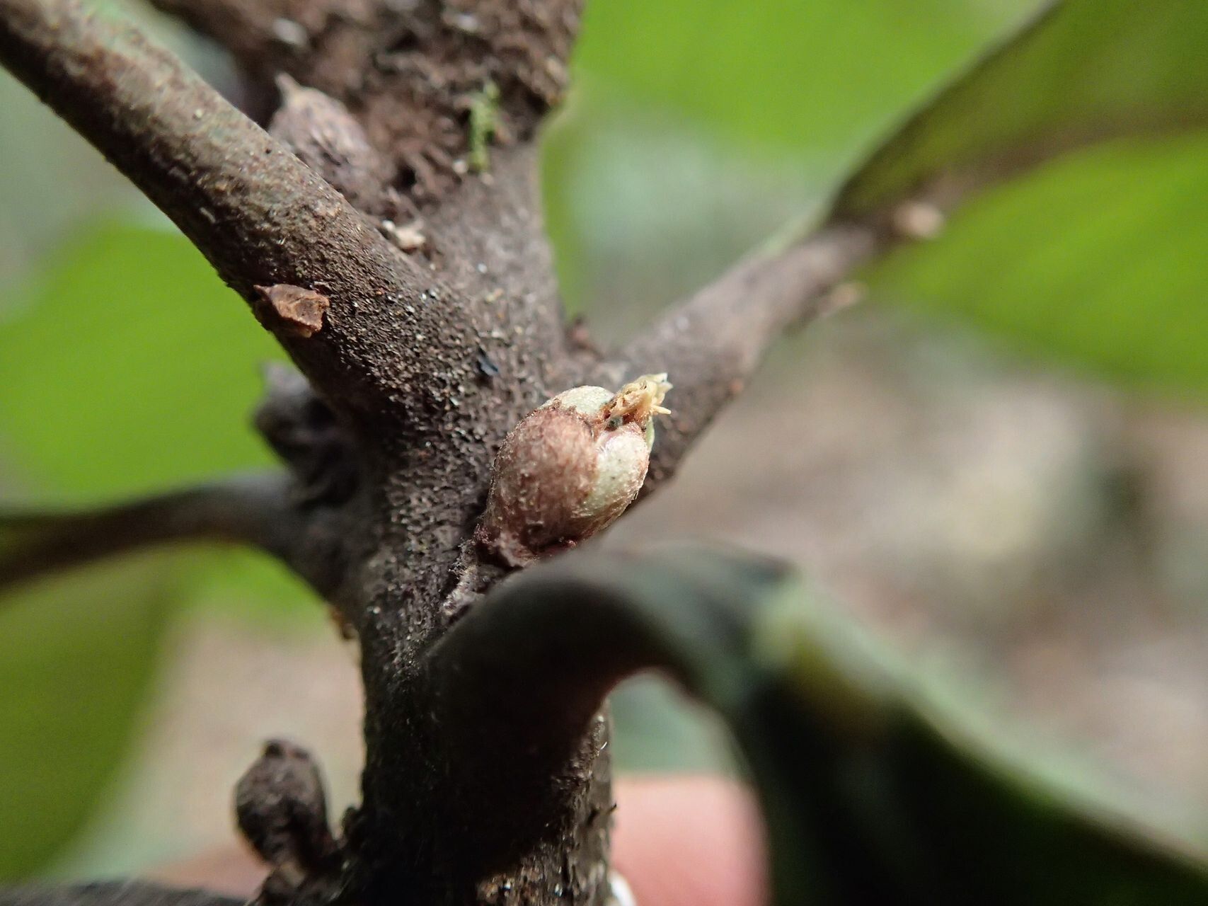 Planchonella roseoloba fruit