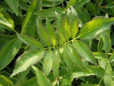 Sambucus cerulea — houseplant care guide