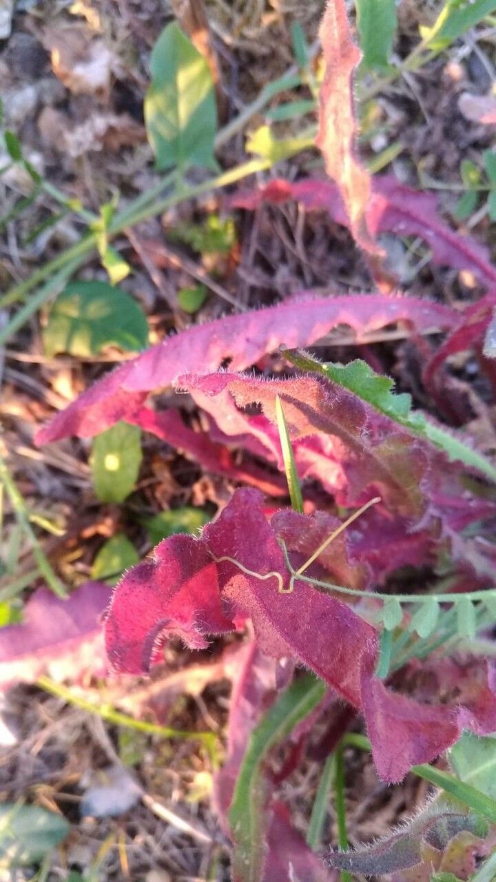 Hieracium picroides — houseplant care guide