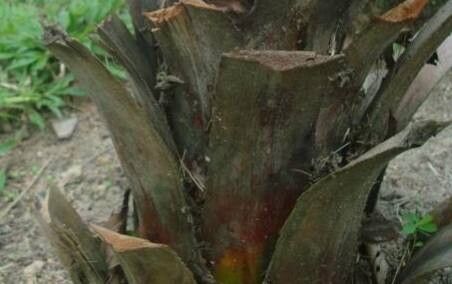 Copernicia ekmanii bark