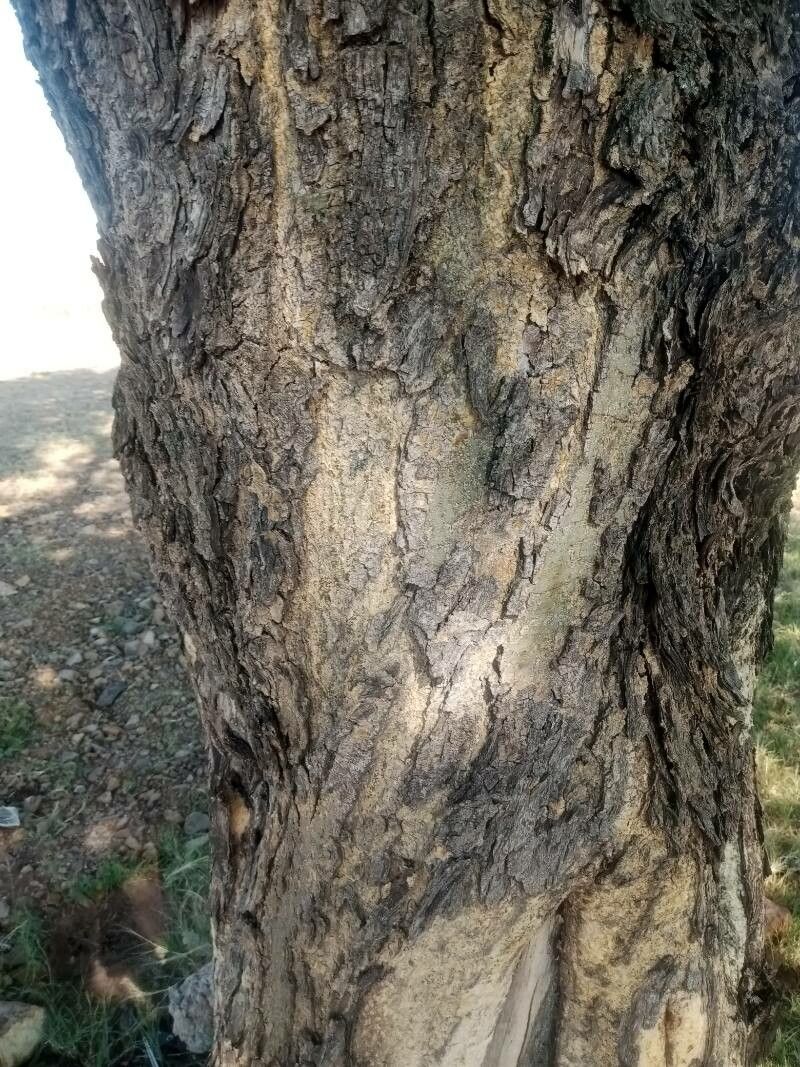 Senegalia burkei bark