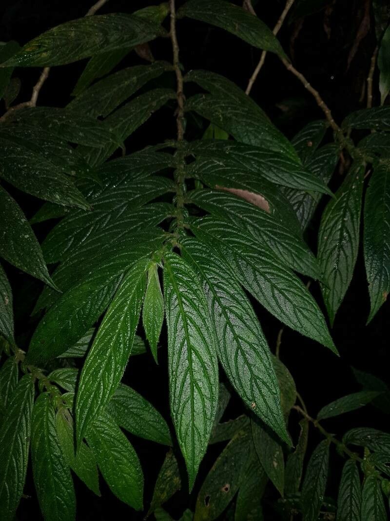 Columnea anisophylla leaf