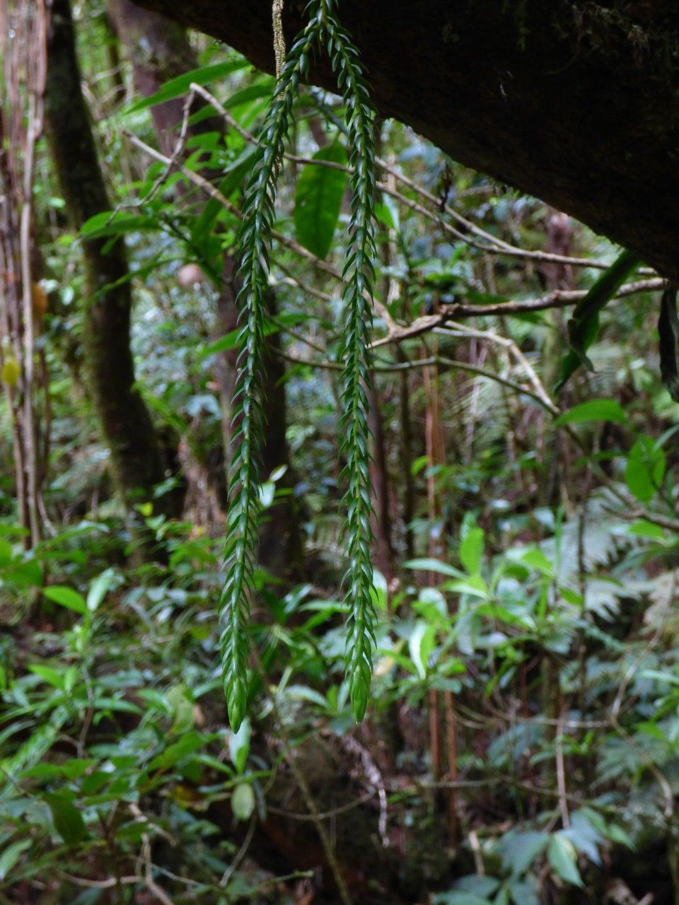 Huperzia gnidioides habit