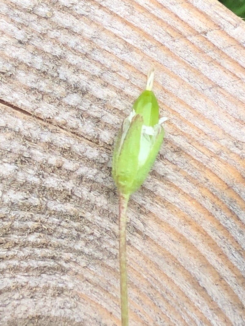 Cerastium cerastoides fruit