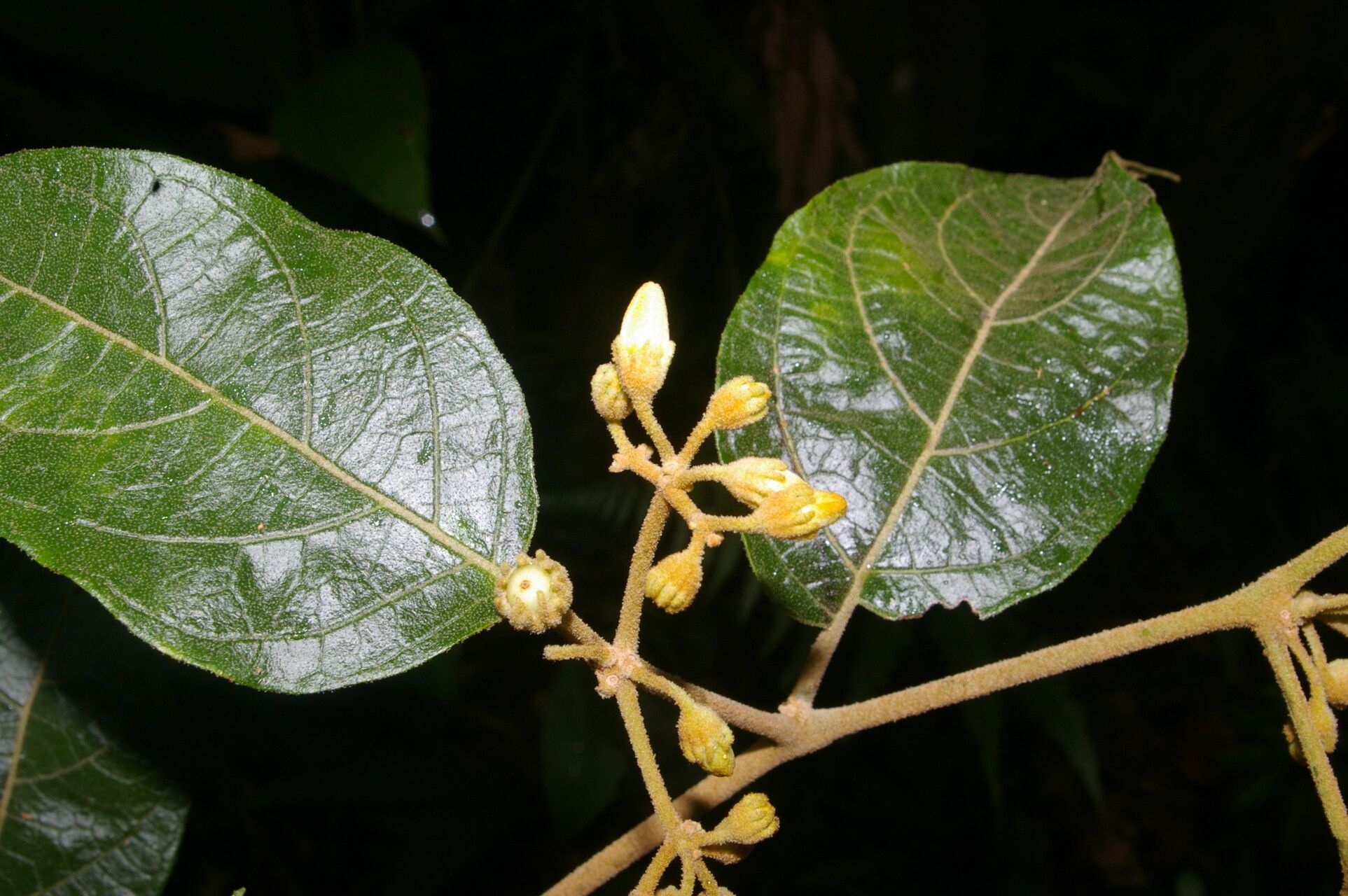 Lycianthes luteynii — search result for 'Lycianthes'