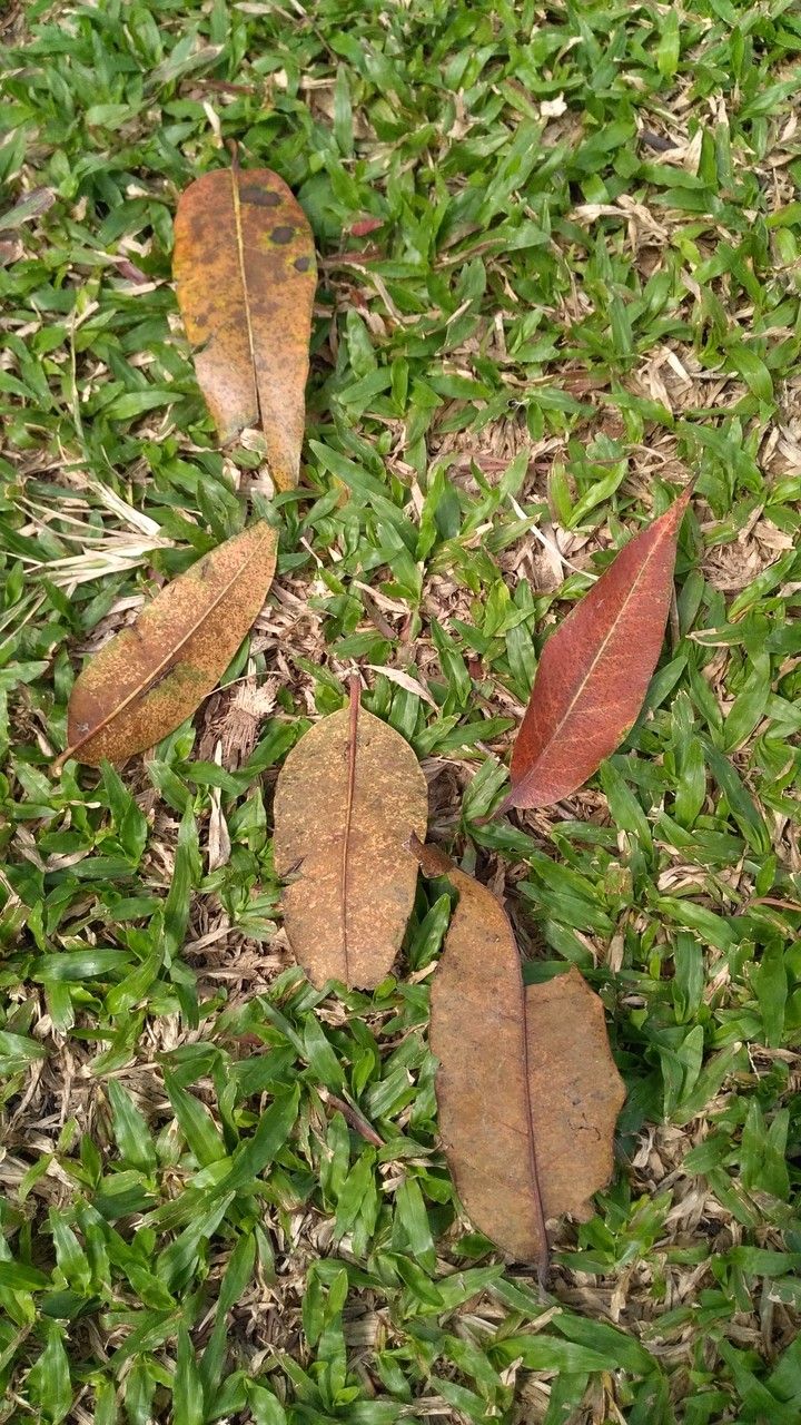 Eucalyptus deglupta — search result for 'Guinea'