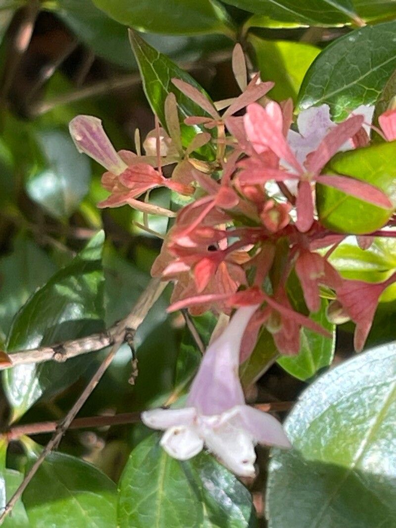 Vesalea grandifolia flower