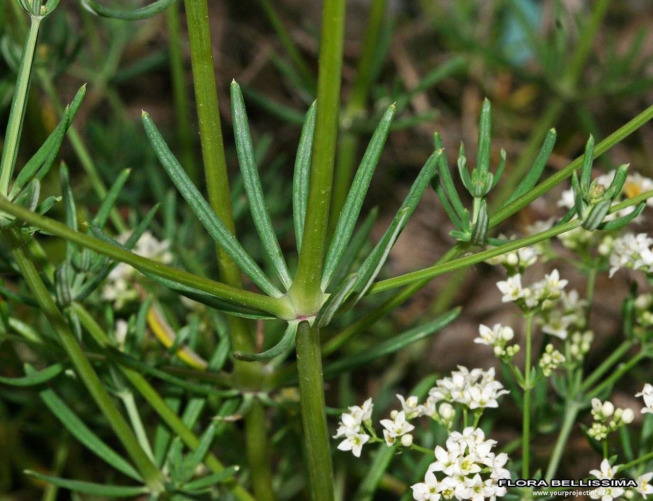 Galium glaucum bark
