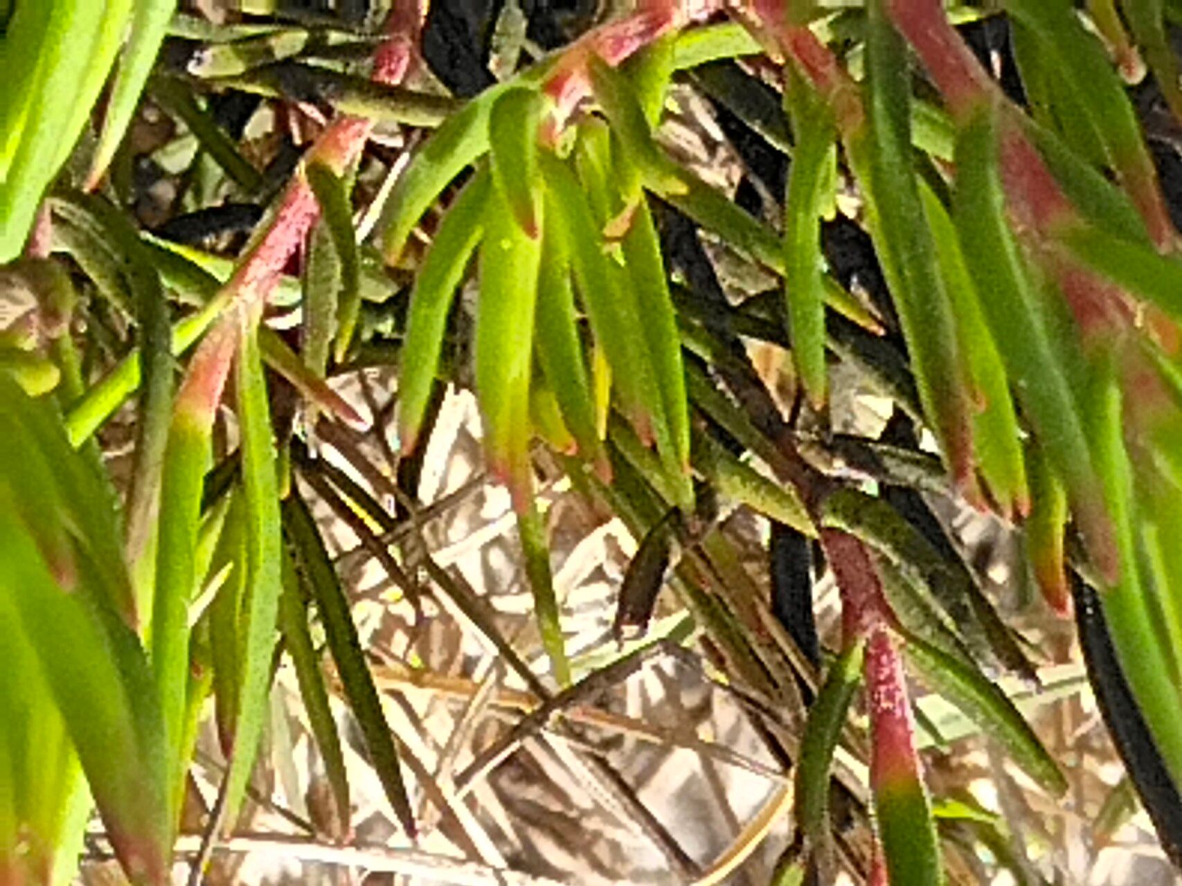 Crassula subulata leaf