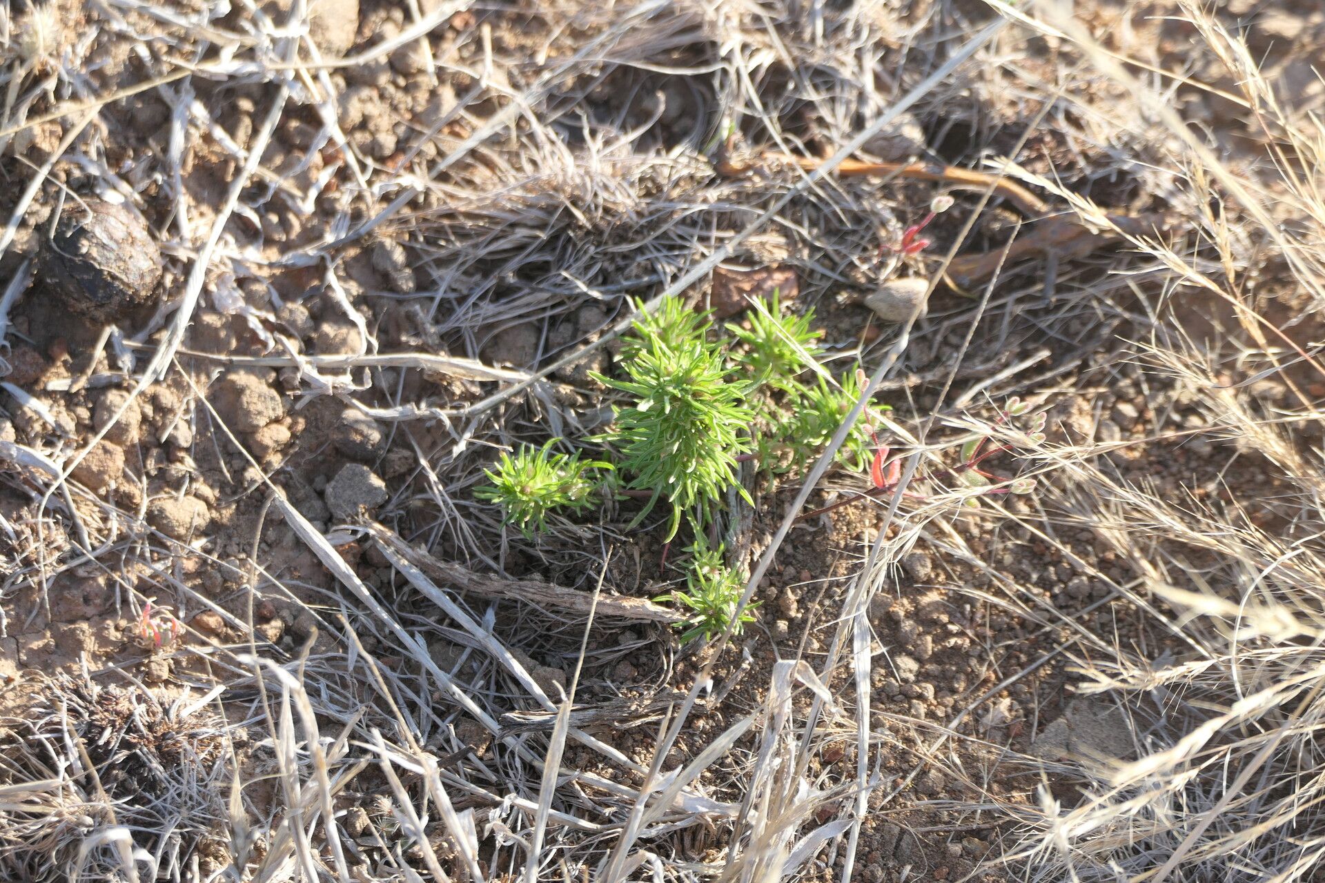 Aptosimum spinescens — related species from the same genus