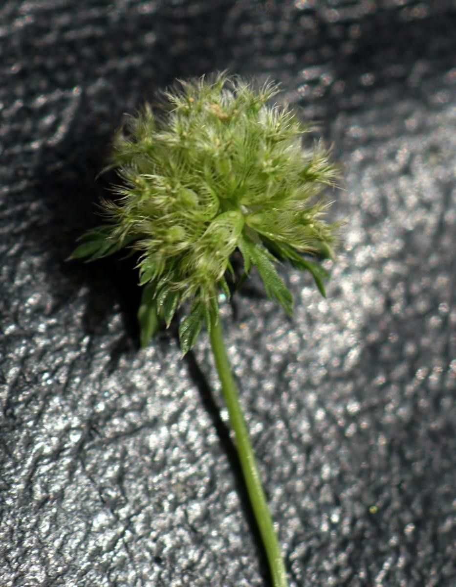Lagoecia cuminoides fruit
