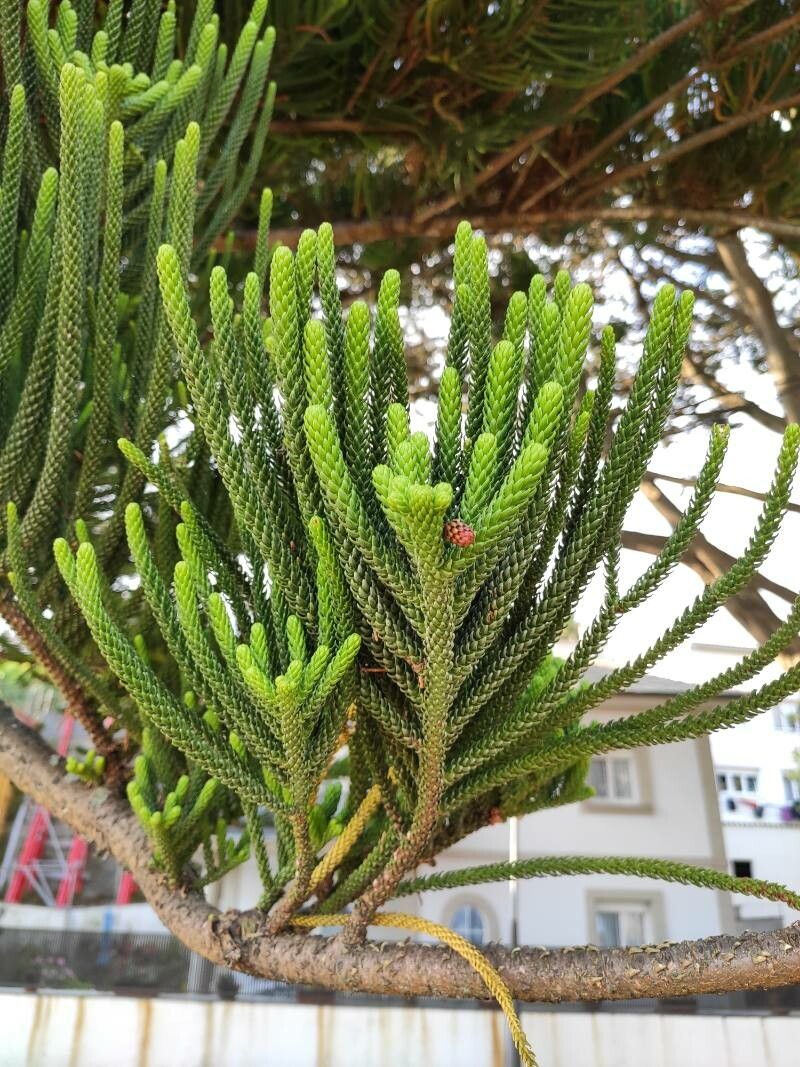 Dacrydium araucarioides leaf