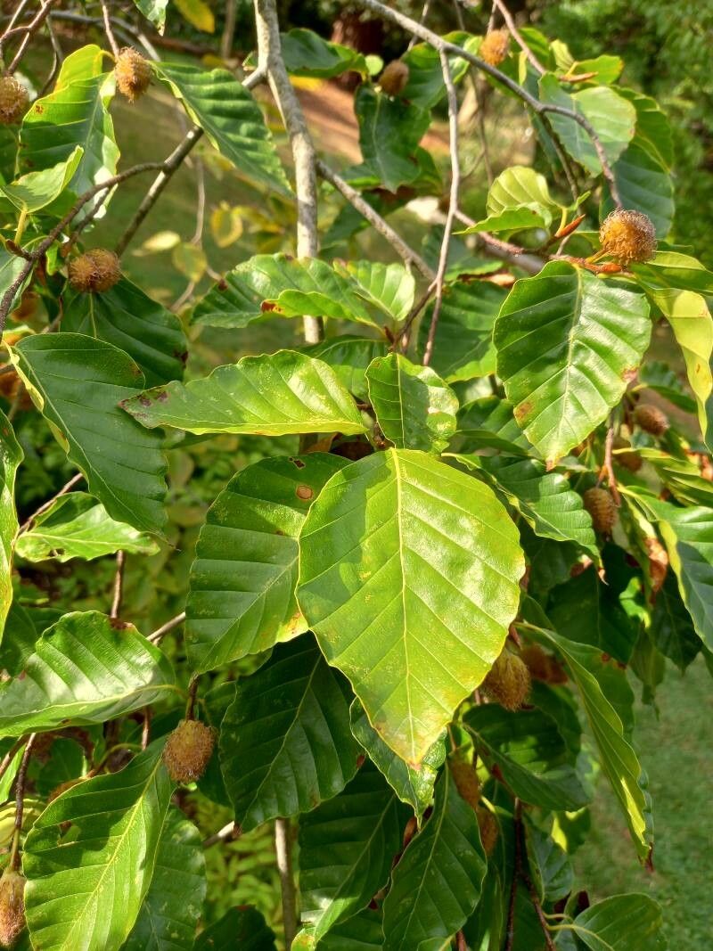 Fagus crenata leaf