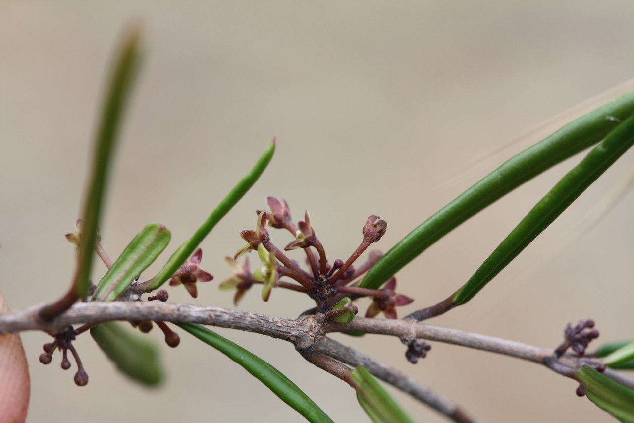 Marsdenia neocaledonica bark