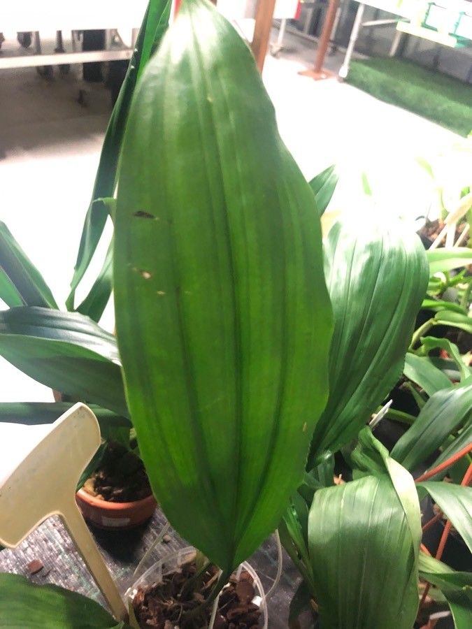 Stanhopea grandiflora — search result for 'Stanhopea'