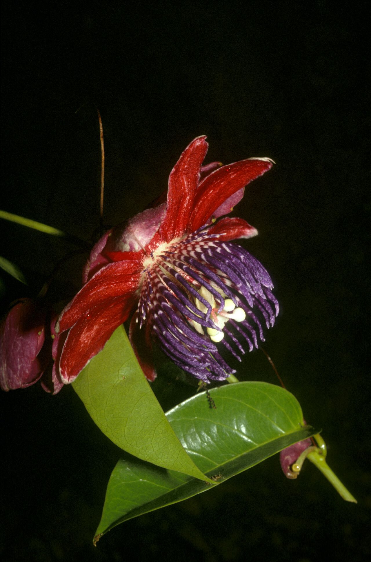 Passiflora gabrielliana flower