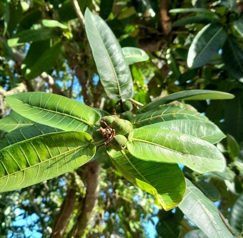 Ficus insipida fruit