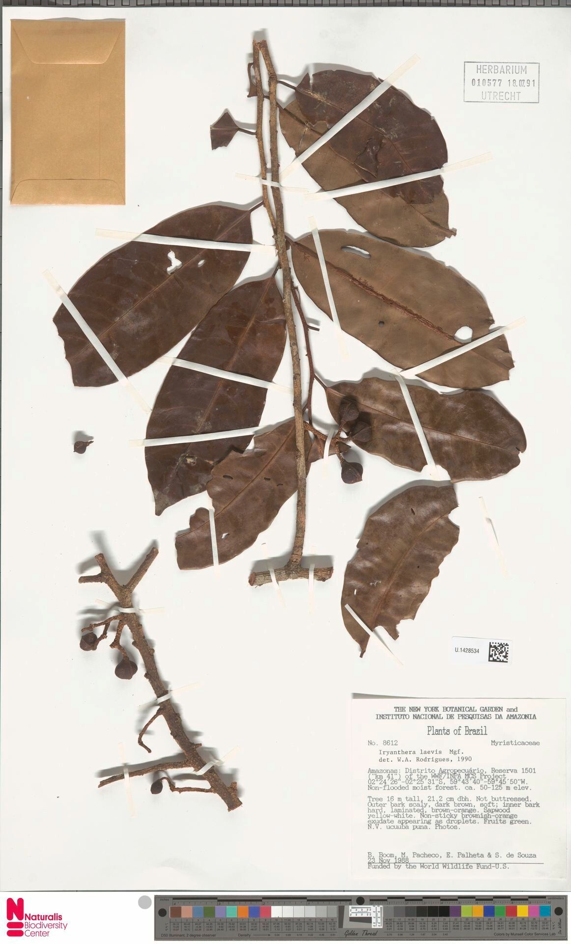 Iryanthera laevis fruit