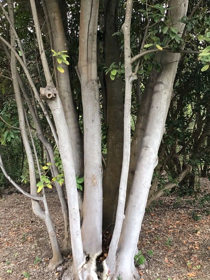 Laurus novocanariensis bark