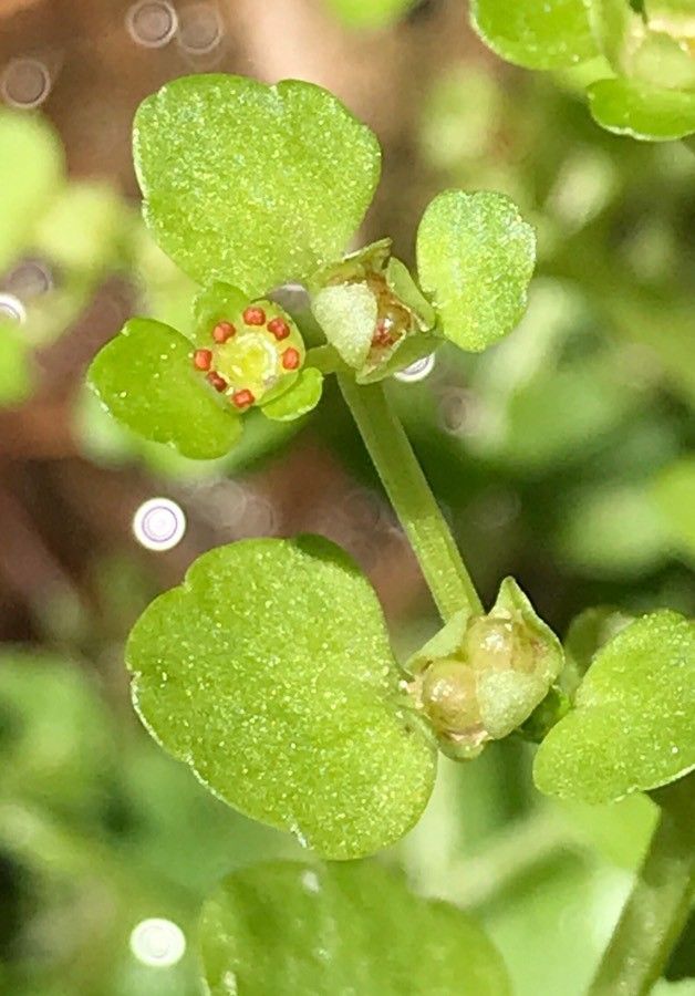 Chrysosplenium americanum flower
