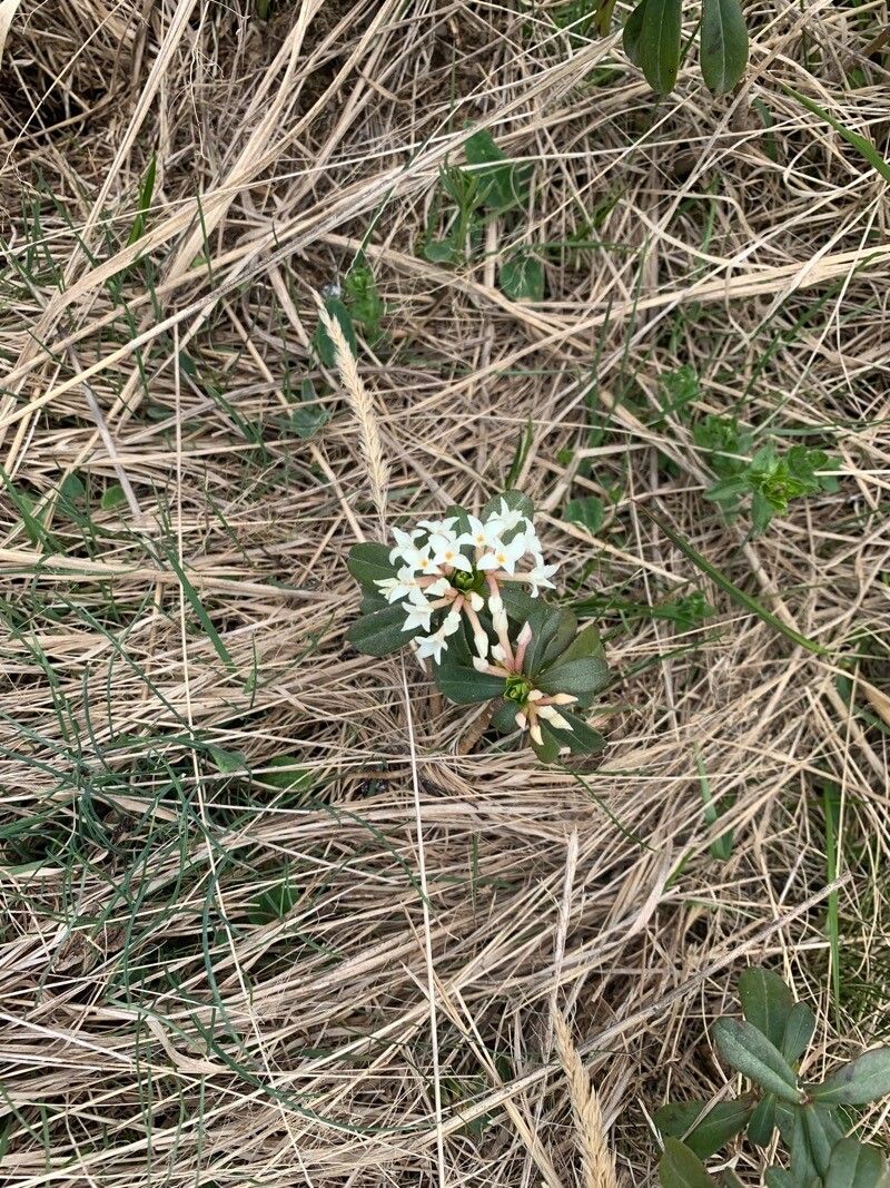 Daphne glomerata flower