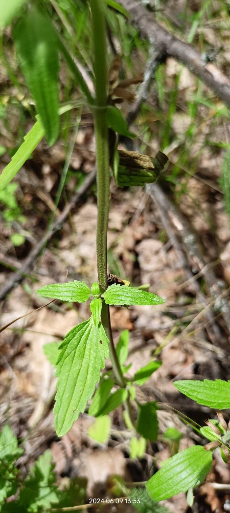 Dracocephalum thymiflorum — search result for 'Bulgaria'