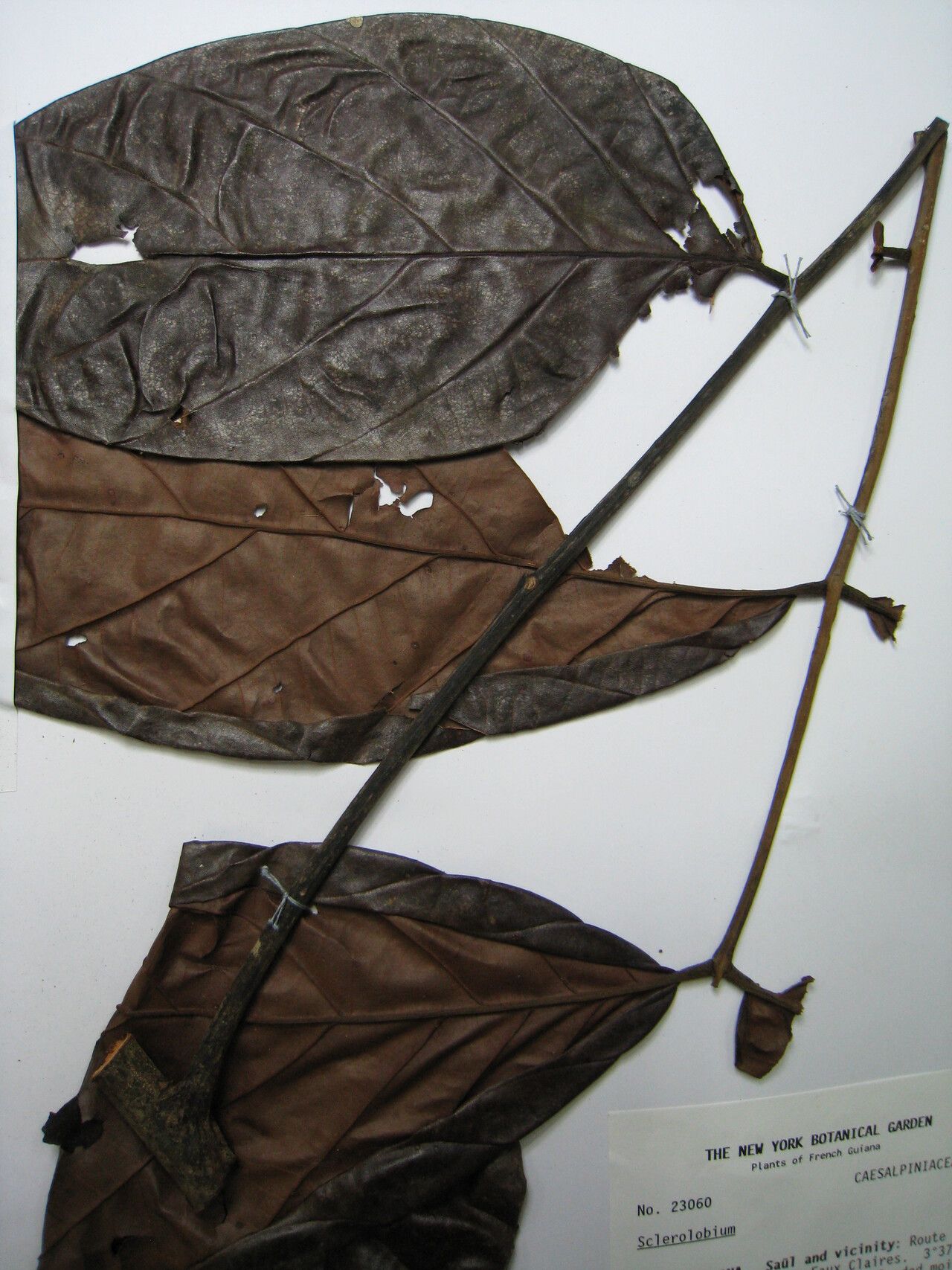 Tachigali amplifolia — related species from the same genus