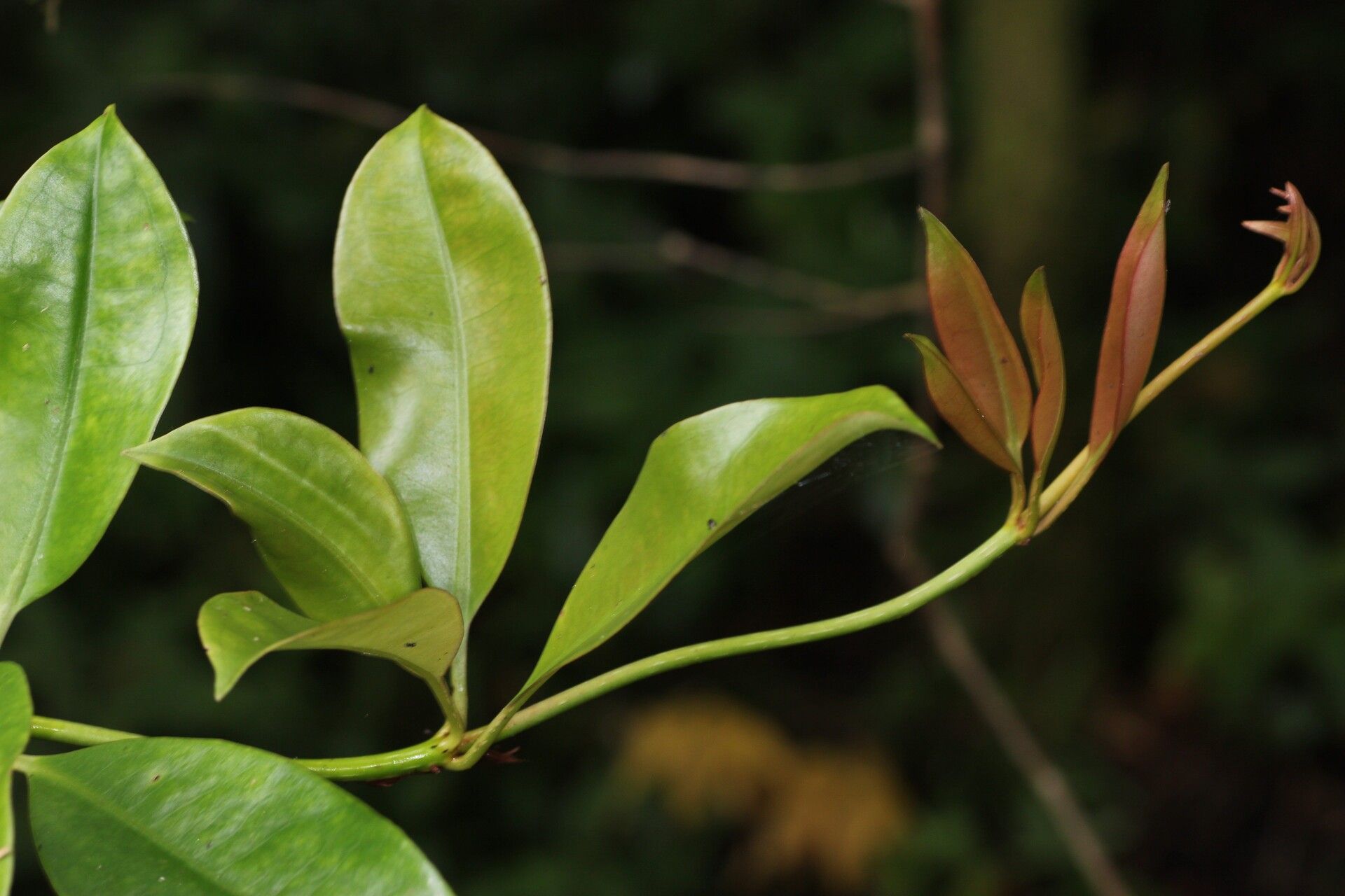 Medinilla radicans leaf