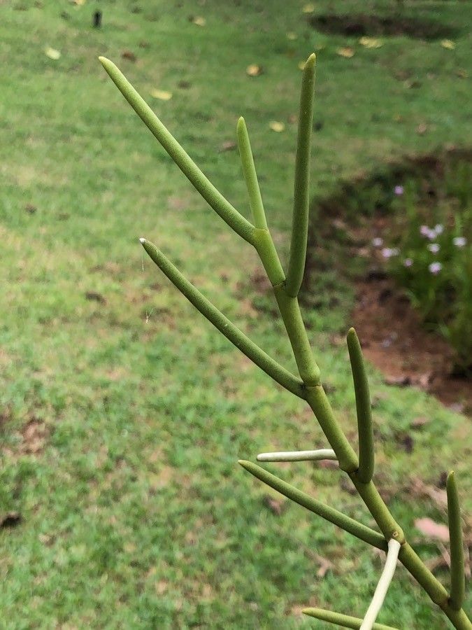 Papilionanthe teres leaf