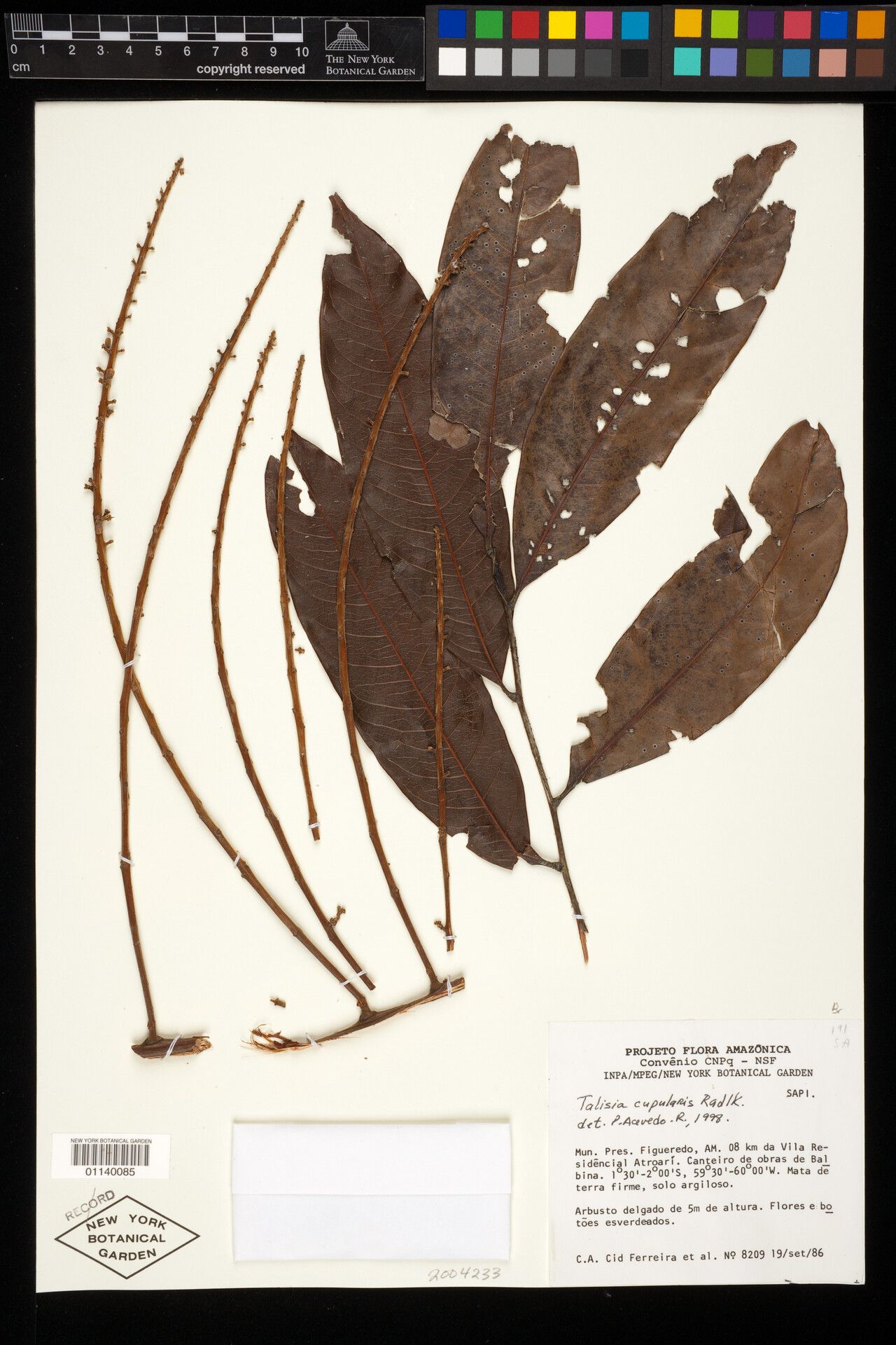 Talisia cupularis leaf