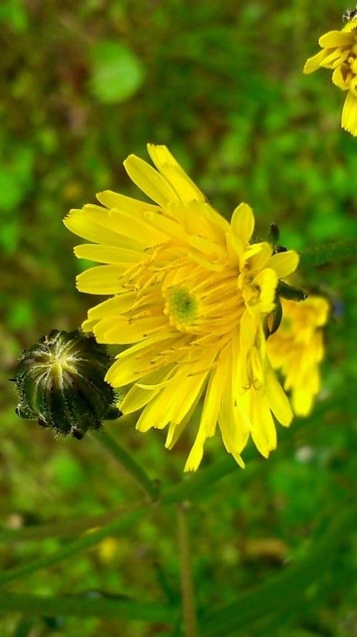 Crepis vesicaria flower