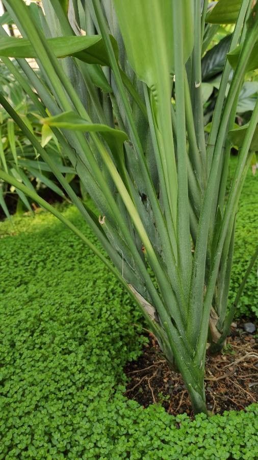 Dracaena aubryana bark