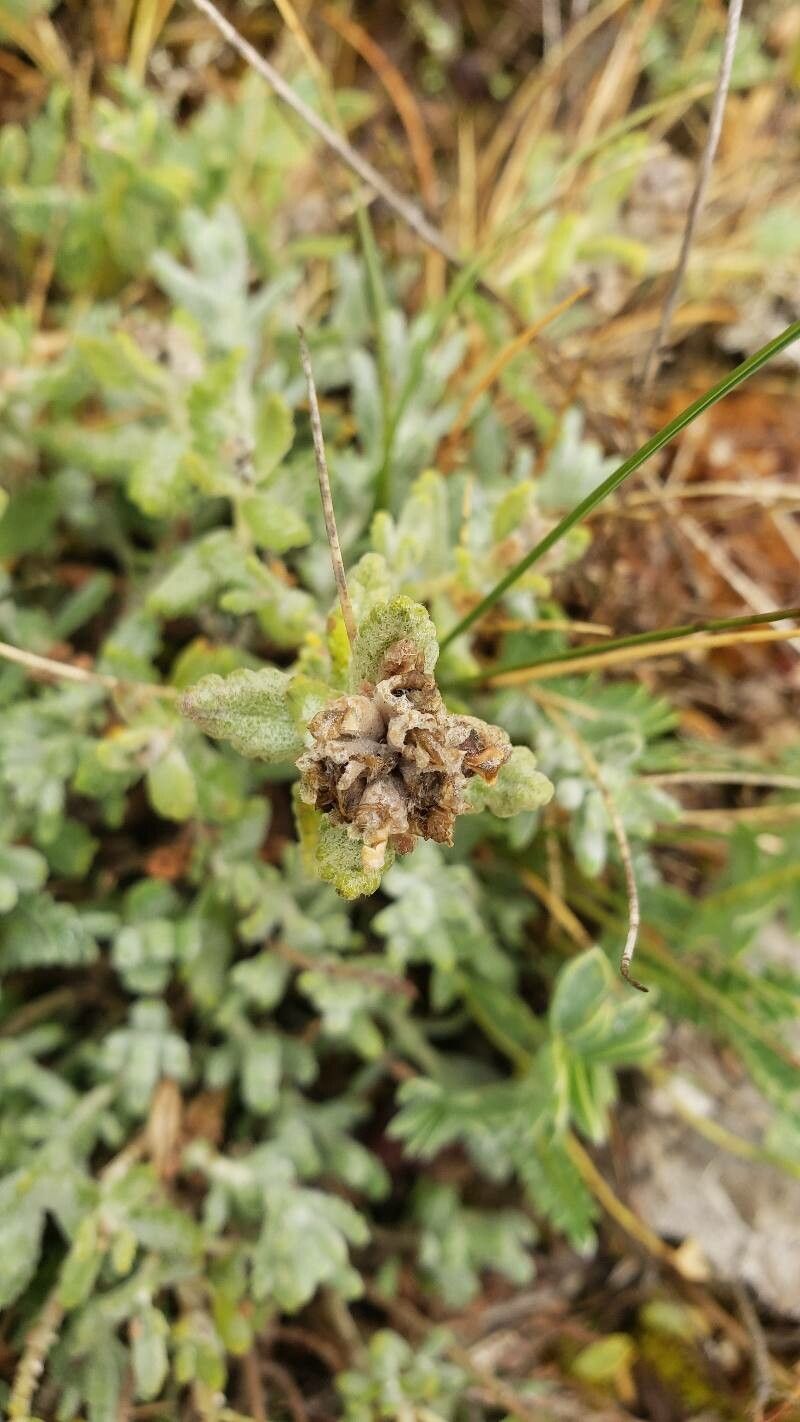 Teucrium aureum fruit