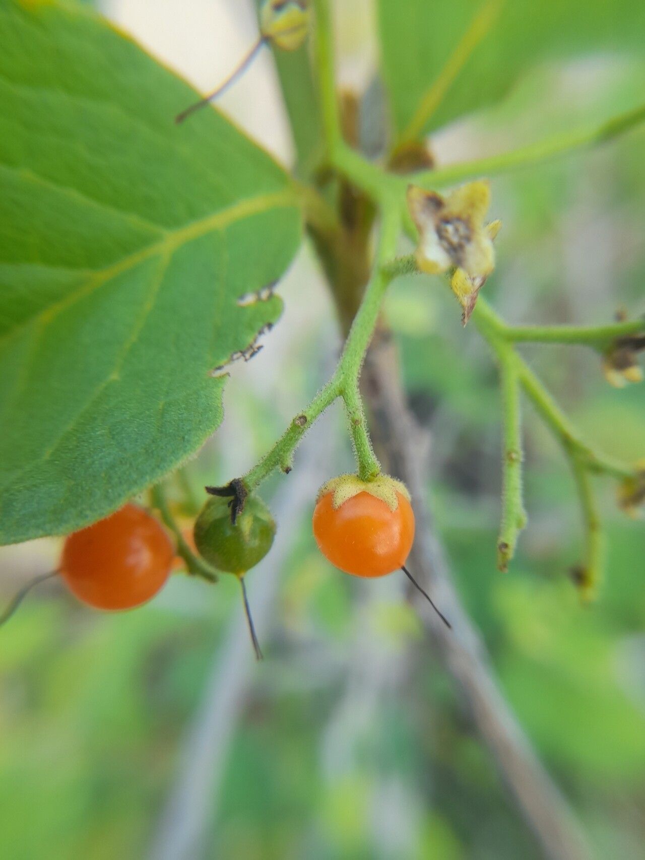 Cordia pilosissima fruit