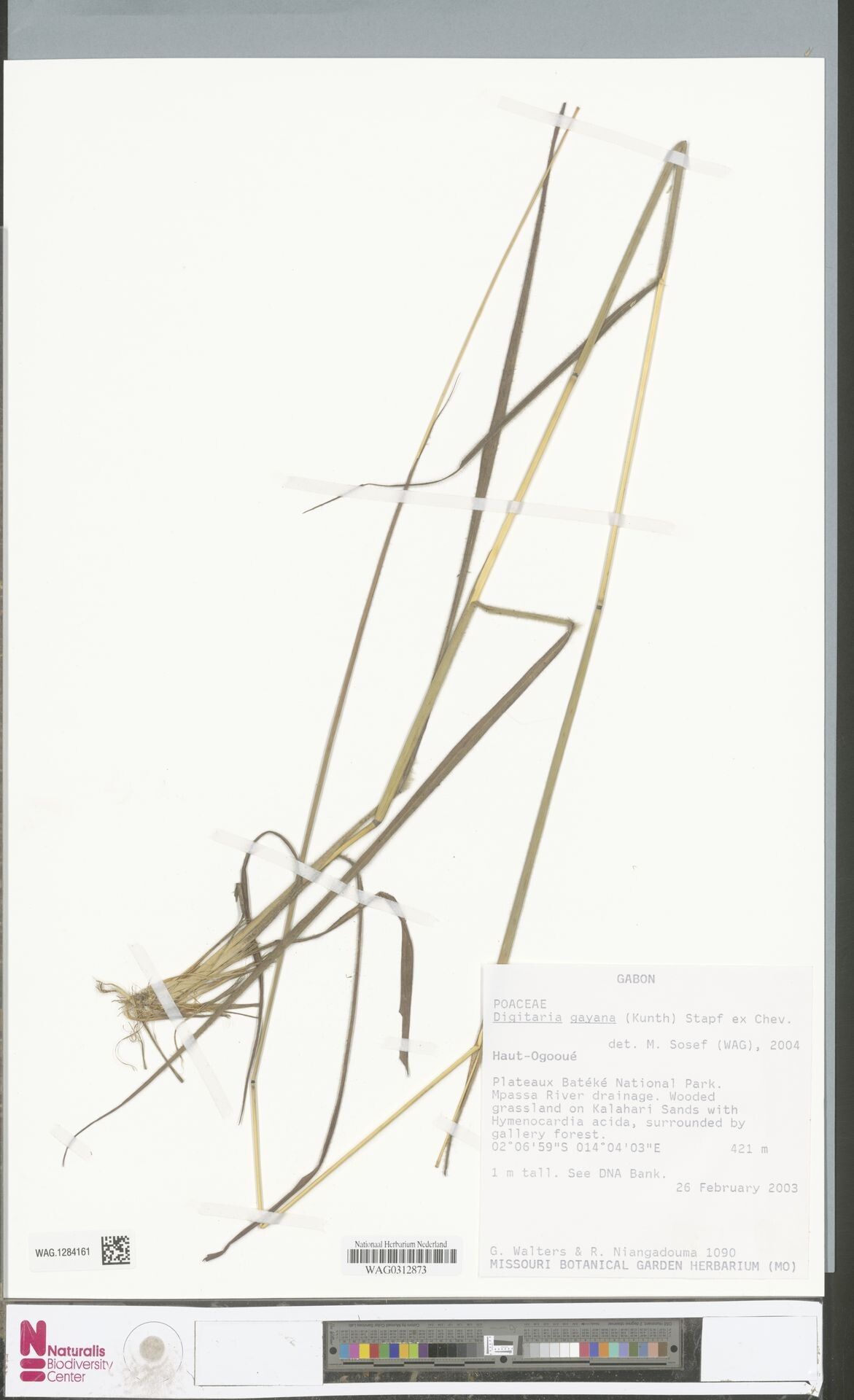 Digitaria brazzae — houseplant care guide