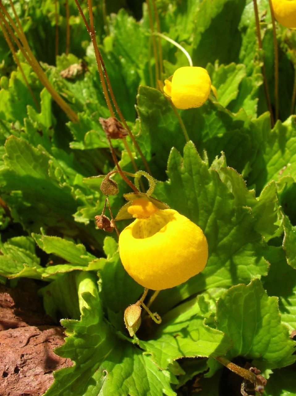 Calceolaria filicaulis — houseplant care guide