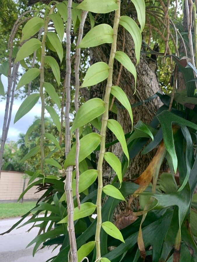 Dendrobium aphyllum leaf