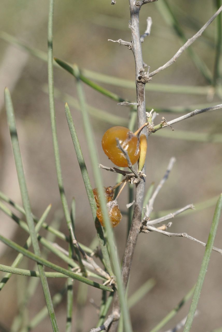 Asparagus arborescens other