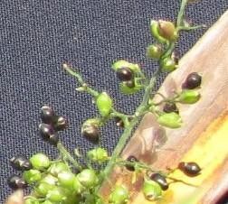 Lasiacis nigra fruit