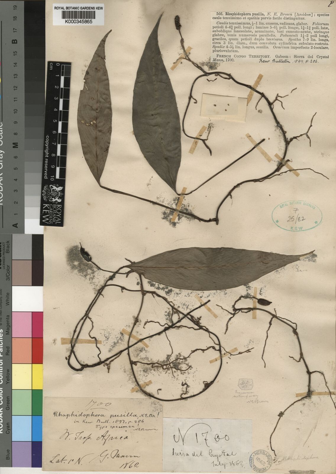 Rhaphidophora pusilla — search result for 'Rhaphidophora'