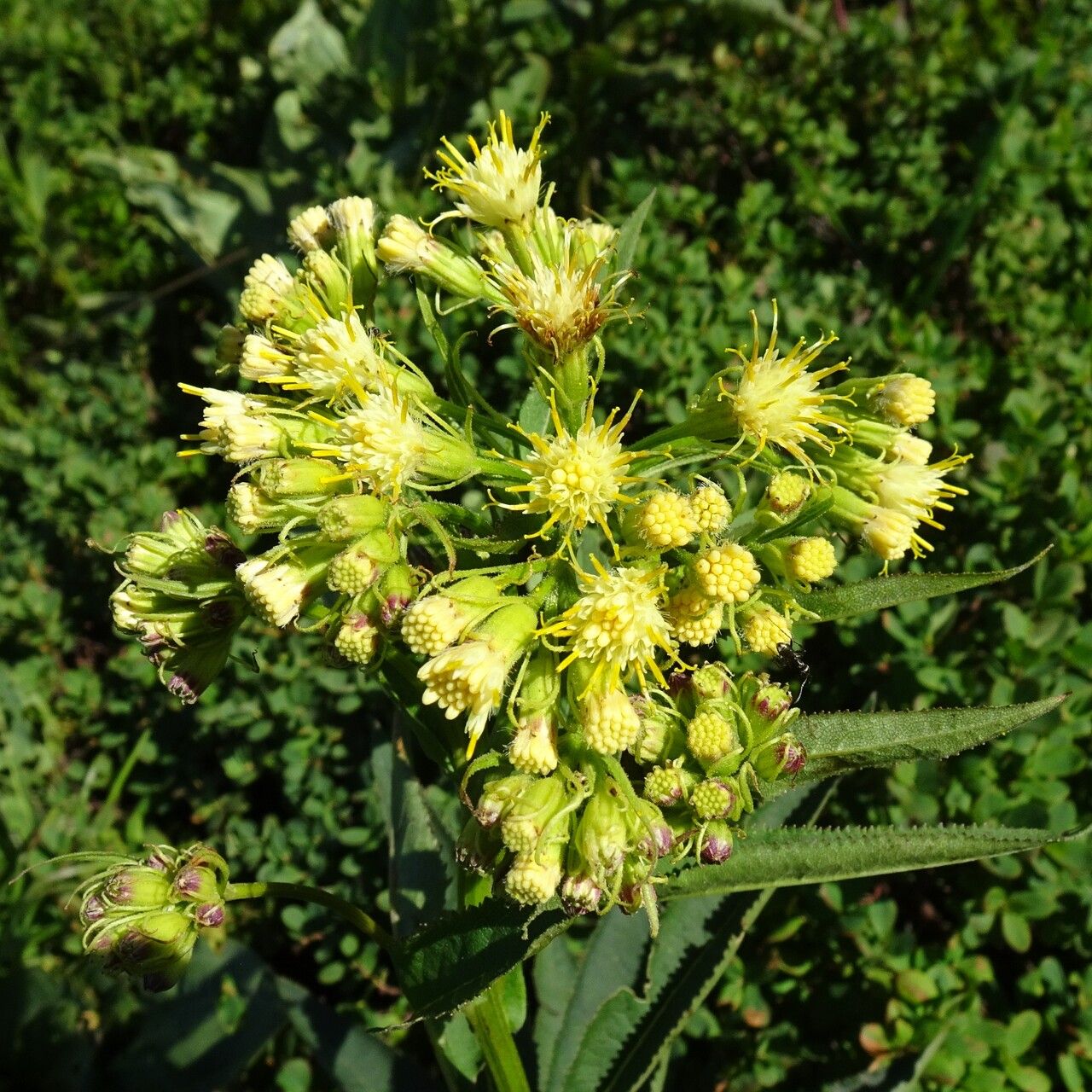 Senecio cacaliaster flower
